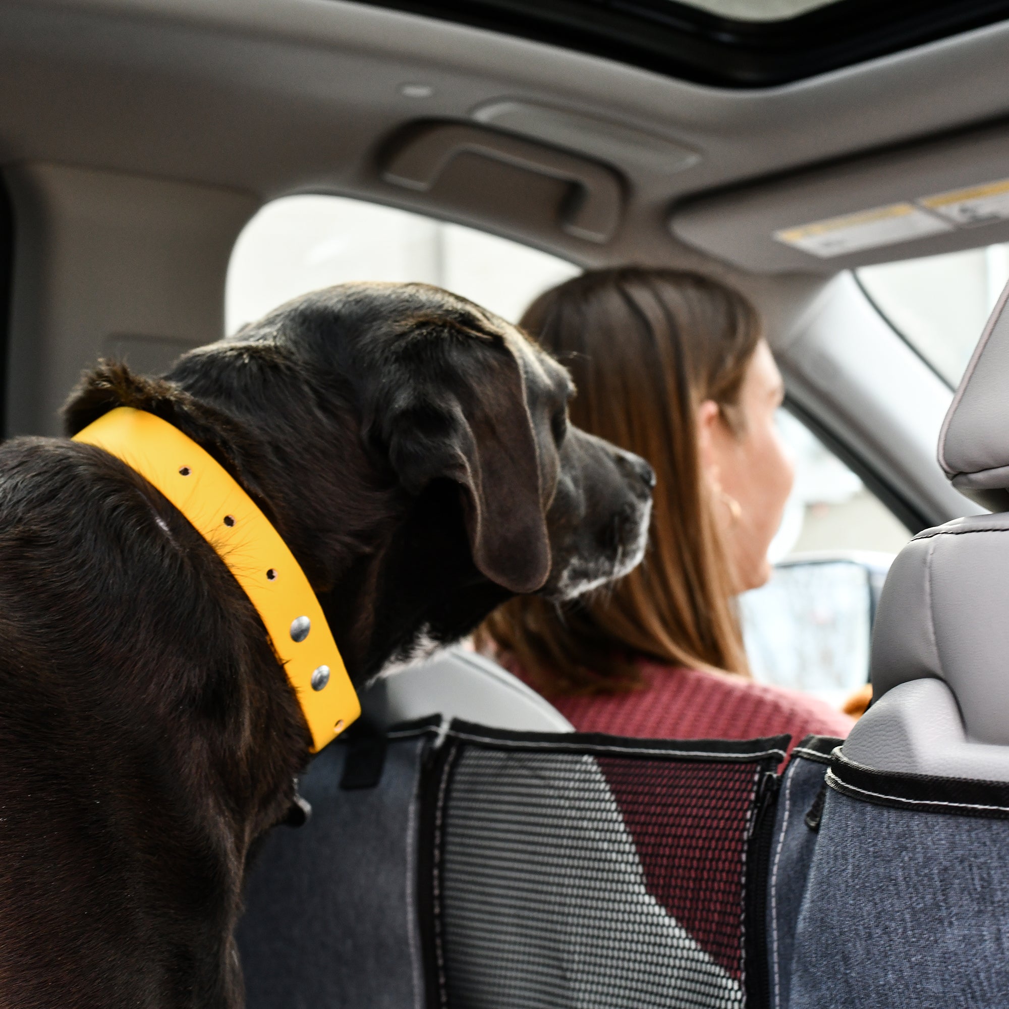 Road Trip With Your Dog? Here Are 17 Things You Can't Forget